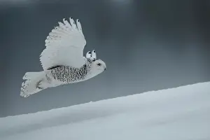 Nyctea: Canadian snowy owl (Bubo scandiacus) Flying low