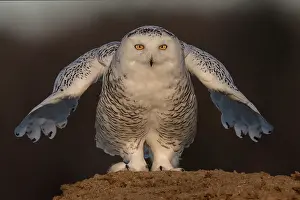 Nyctea: Canadian snowy owl (Bubo scandiacus) on the ground