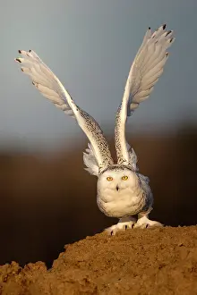 Nyctea: Canadian snowy owl (Bubo scandiacus) on the ground