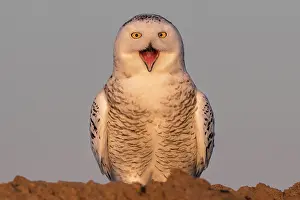 Nyctea: Canadian snowy owl (Bubo scandiacus) on the ground