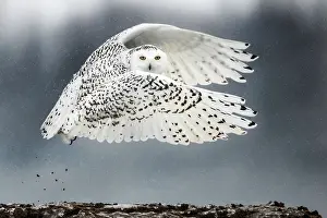 Nyctea: Canadian snowy owl (Bubo scandiacus) ponting during