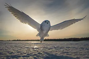 Nyctea: Canadian snowy owl (Bubo scandiacus) on taking off