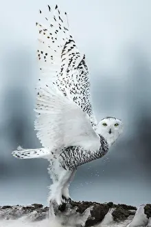 Nyctea: Canadian snowy owl (Bubo scandiacus) taking off