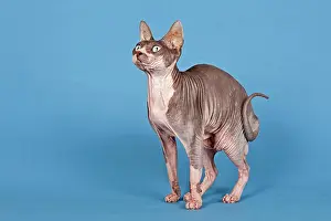 Interested: Canadian Sphynx cat, 5 years, Blue Tabby and White