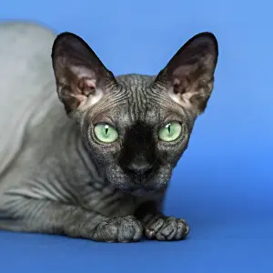 Standard: Canadian Sphynx cat - breed of cat known for its