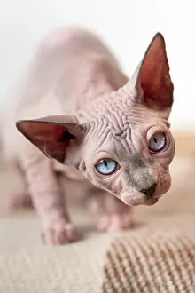 Mink: Canadian Sphynx cat walked close to camera and looking