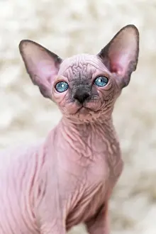 Mythology: Canadian Sphynx kitten with big blue eyes looking