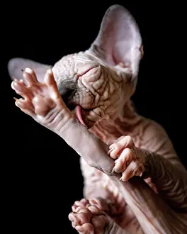 Lick: Canadian Sphynx kitten licks its outstretched hind