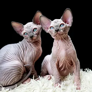 Nudity: Two Canadian Sphynx kittens sitting on white carpet