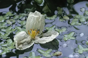 Waterweed: Canadian Waterweed (Elodea canadensis) blooming