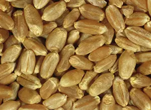 Bread: Canadian Western red spring milling wheat