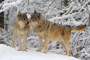 Canid: Canadian Wolves (Canis lupus occidentalis)