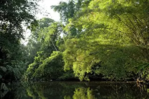 Canals: Canal overhung by raffia palms