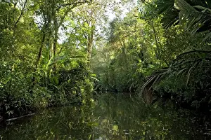 Canals: Canal overhung by raffia palms