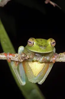 Crouch: Canal Zone Tree Frog