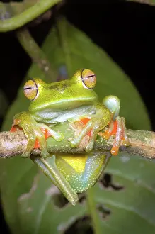 Crouch: Canal Zone Tree Frog