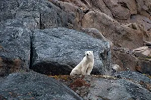Omnivore: Canand, Nunavut, Lower Savage Islands. Lone
