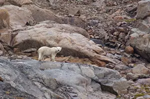 Omnivore: Canand, Nunavut, Lower Savage Islands. Lone