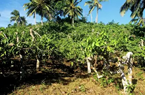 Comoros: Cananga Tree - with Ylang Ylang flowers