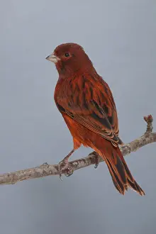 Mutations: Canari Color Noir rouge intensif on a branch