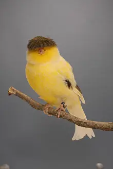 Canaries: Canari Crested on a branch