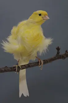 Frise: Canari Curly Frise du Nord on a branch