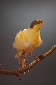 Canaries: Canari Fiorino on a branch