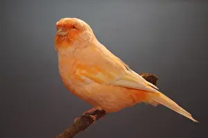 Canaries: Canari Norwich on a branch
