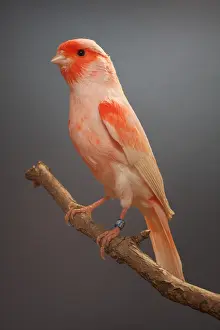 Rings: Canari red mozaic on a branch