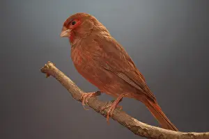 Canaries: Canari red phaeo on a branch