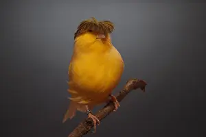 Bred: Canari Variegated Crest Bred on a branch