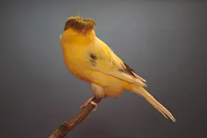 Bred: Canari Variegated Crest Bred on a branch
