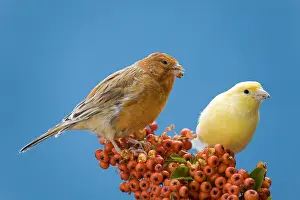 Canaries: Canaries eating berries of firethorn