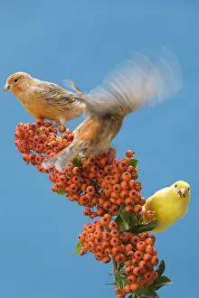 Canaries: Canaries eating berries of firethorn