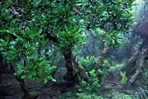 Hierro: Canaries Laurel - the leaf captures moisture from the mists