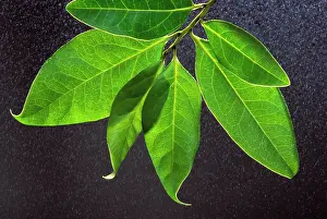 Hierro: Canaries Laurel - the leaf captures moisture from the mists