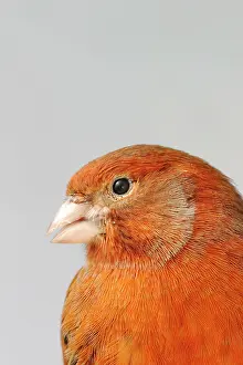 Serinus: Canary - bronze red, close up of head, captive bred