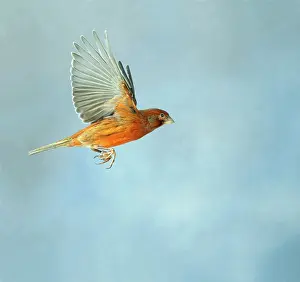 Aviary: Canary - Bronze red in flight side view wings up, cage bird
