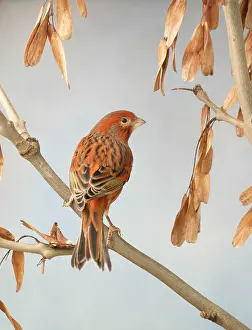 Serinus: Canary - bronze red, back view on ash, captive bred