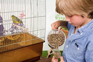 Preparing: Canary - in cage with young boy preparing feed