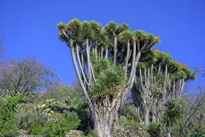 Draco: Canary canary islands dragon tree (Dracaena draco)