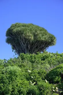 Draco: Canary canary islands dragon tree (Dracaena draco)