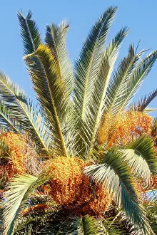 Arecaceae: Canary date palm or Canary palm tree