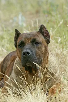 Explotation: Canary Dog - cropped ears