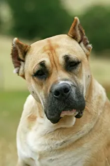 Explotation: Canary Dog - cropped ears