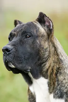Explotation: Canary Dog - cropped ears