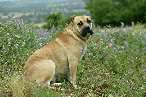 Perro: Canary Dog - cropped ears. Also known as Perro