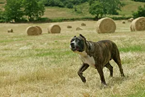 Perro: Canary Dog - cropped ears. Also known as Perro
