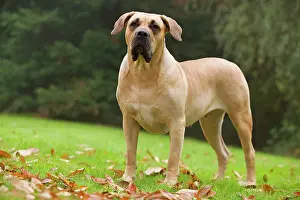 Perro: Canary Dog. Also known as Perro de Presa Canario