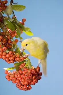 Canaries: Canary eating berries of firethorn